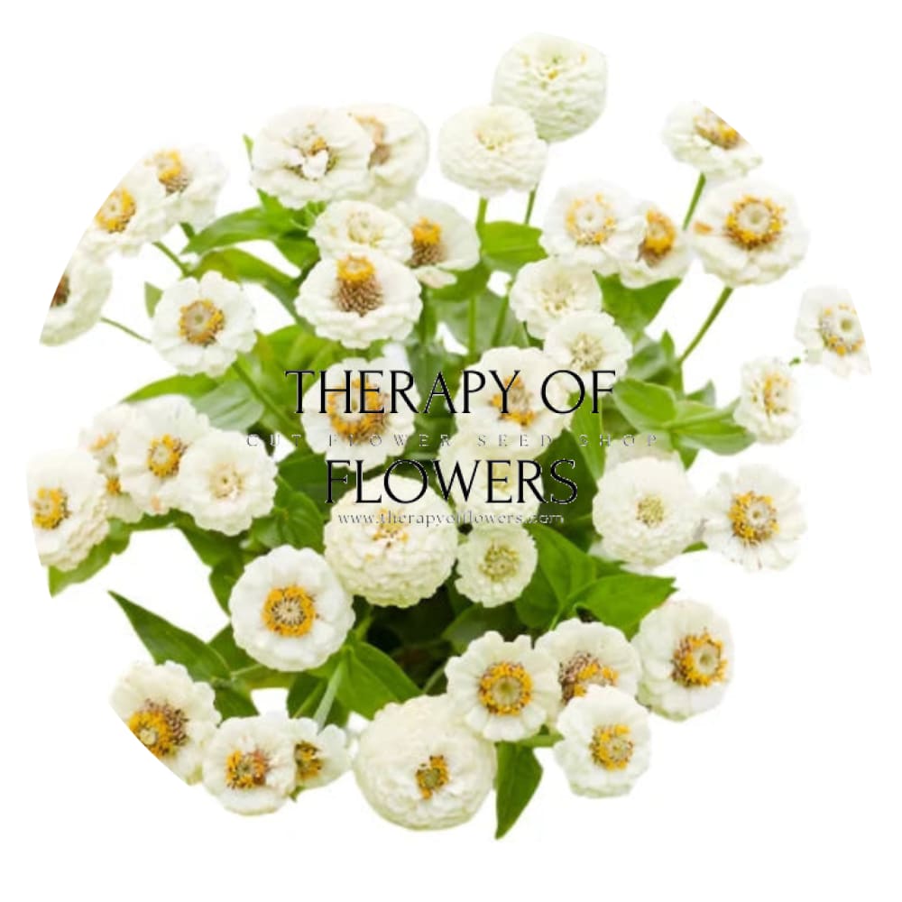 Zinnia elegans Lilliput White therapyofflowers.com