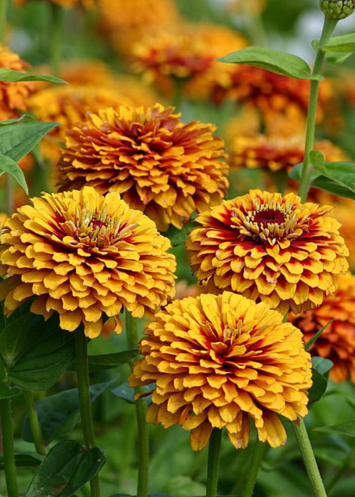 Zinnia elegans Macarenia | Bicolor Zinnia therapyofflowers.com