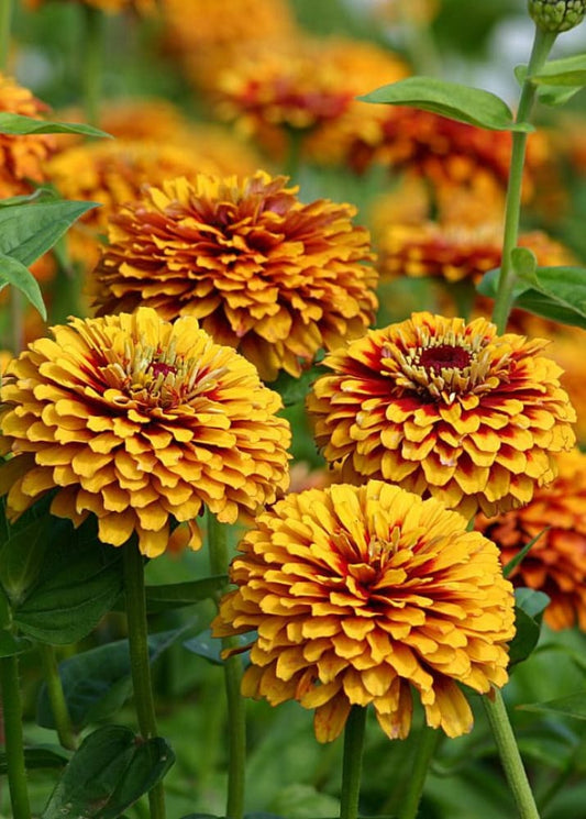 Zinnia elegans Macarenia | Bicolor Zinnia therapyofflowers.com