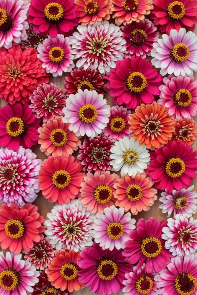 Zinnia elegans Mazurkia | Bicolor Zinnia therapyofflowers.com