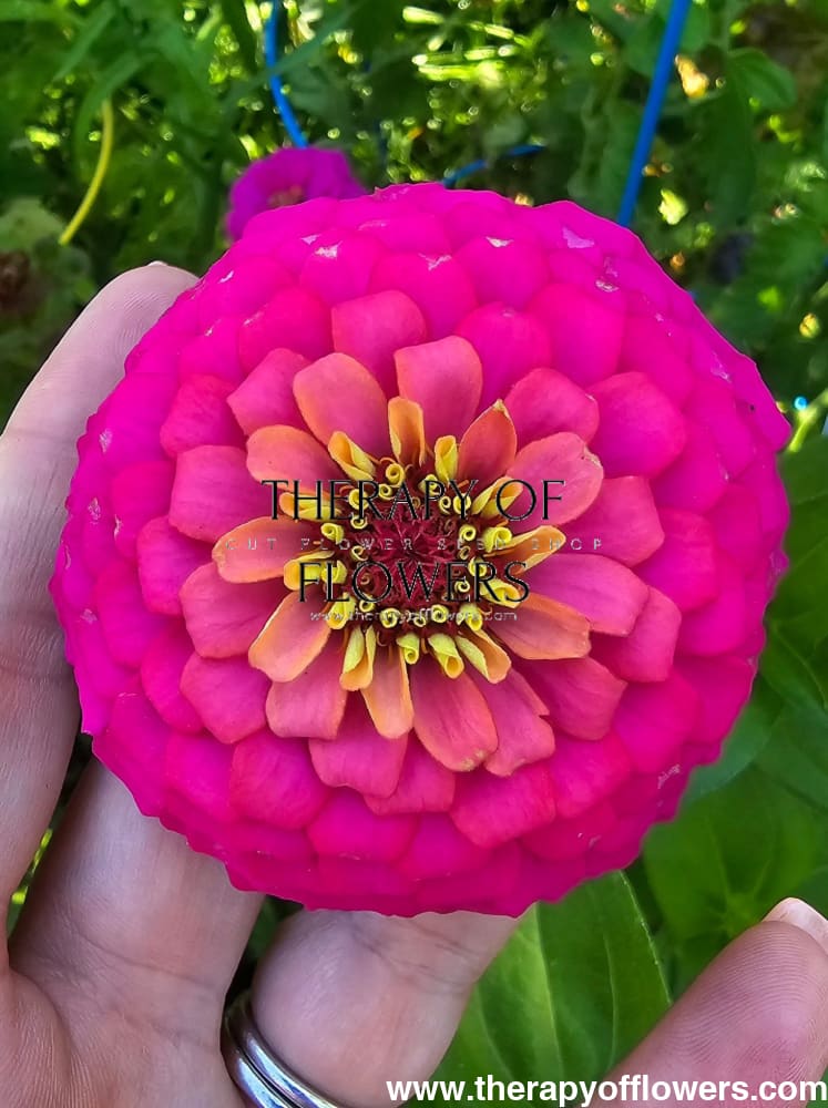 Zinnia elegans OKLAHOMA carmine therapyofflowers.com
