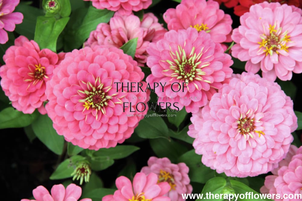 Zinnia elegans OKLAHOMA pink