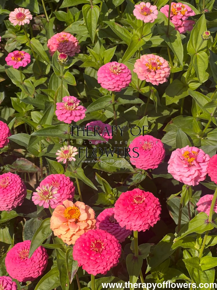 Zinnia elegans OKLAHOMA pink therapyofflowers.com