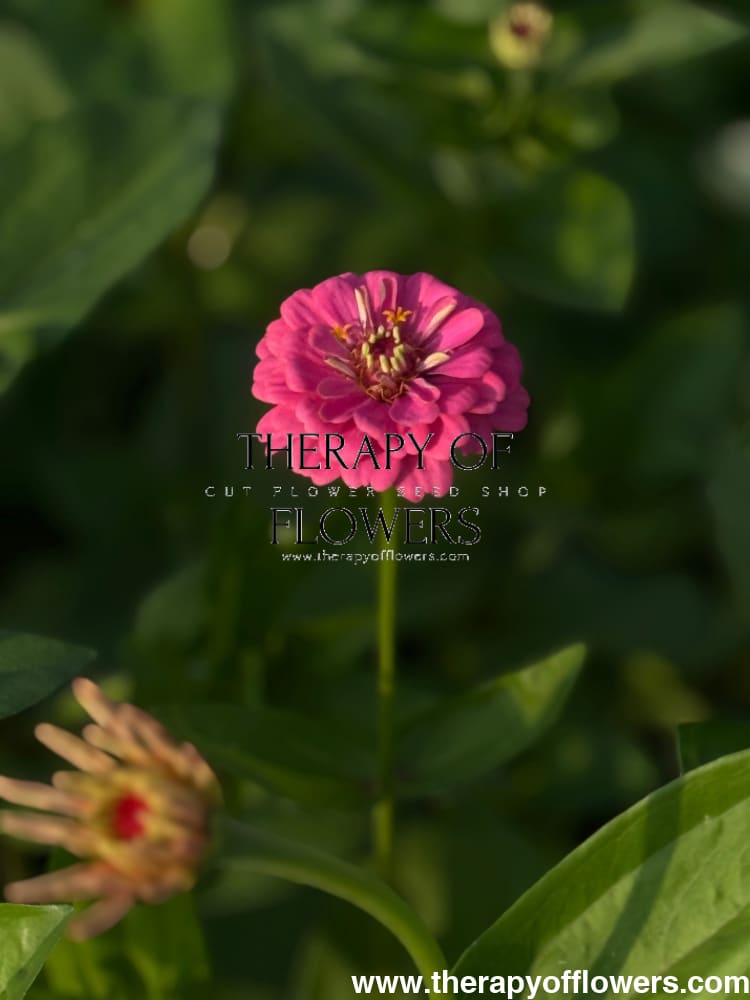 Zinnia elegans OKLAHOMA pink therapyofflowers.com