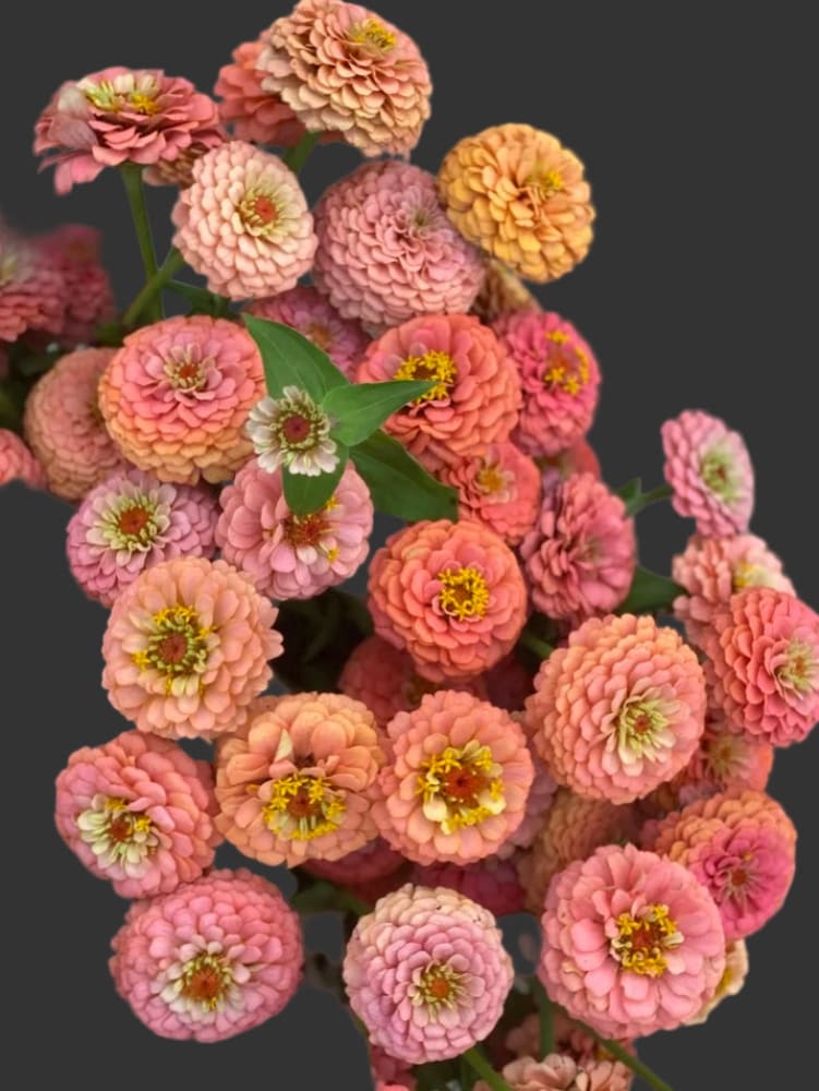 Zinnia elegans OKLAHOMA Salmon therapyofflowers.com