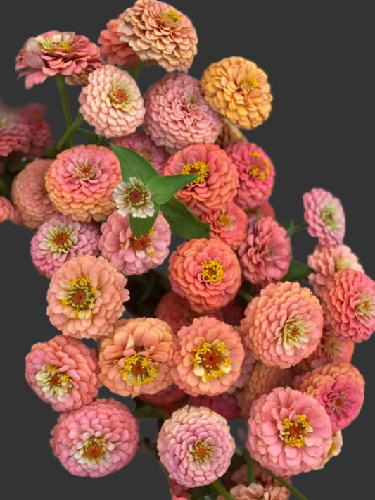 Zinnia elegans OKLAHOMA Salmon therapyofflowers.com