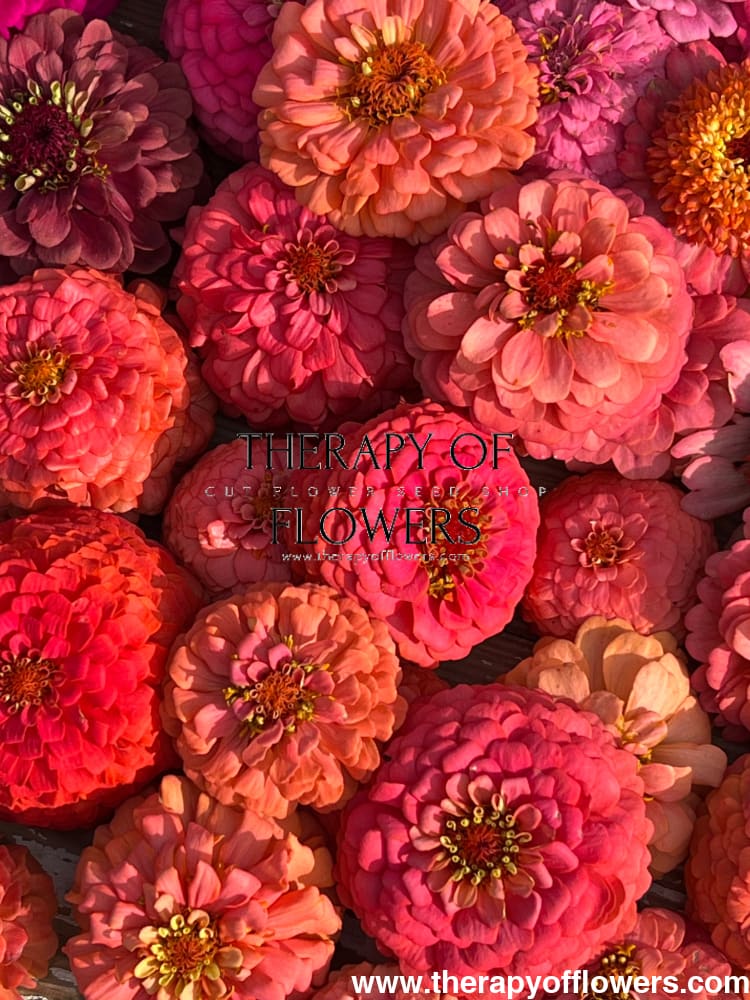 Zinnia elegans OKLAHOMA Salmon therapyofflowers.com