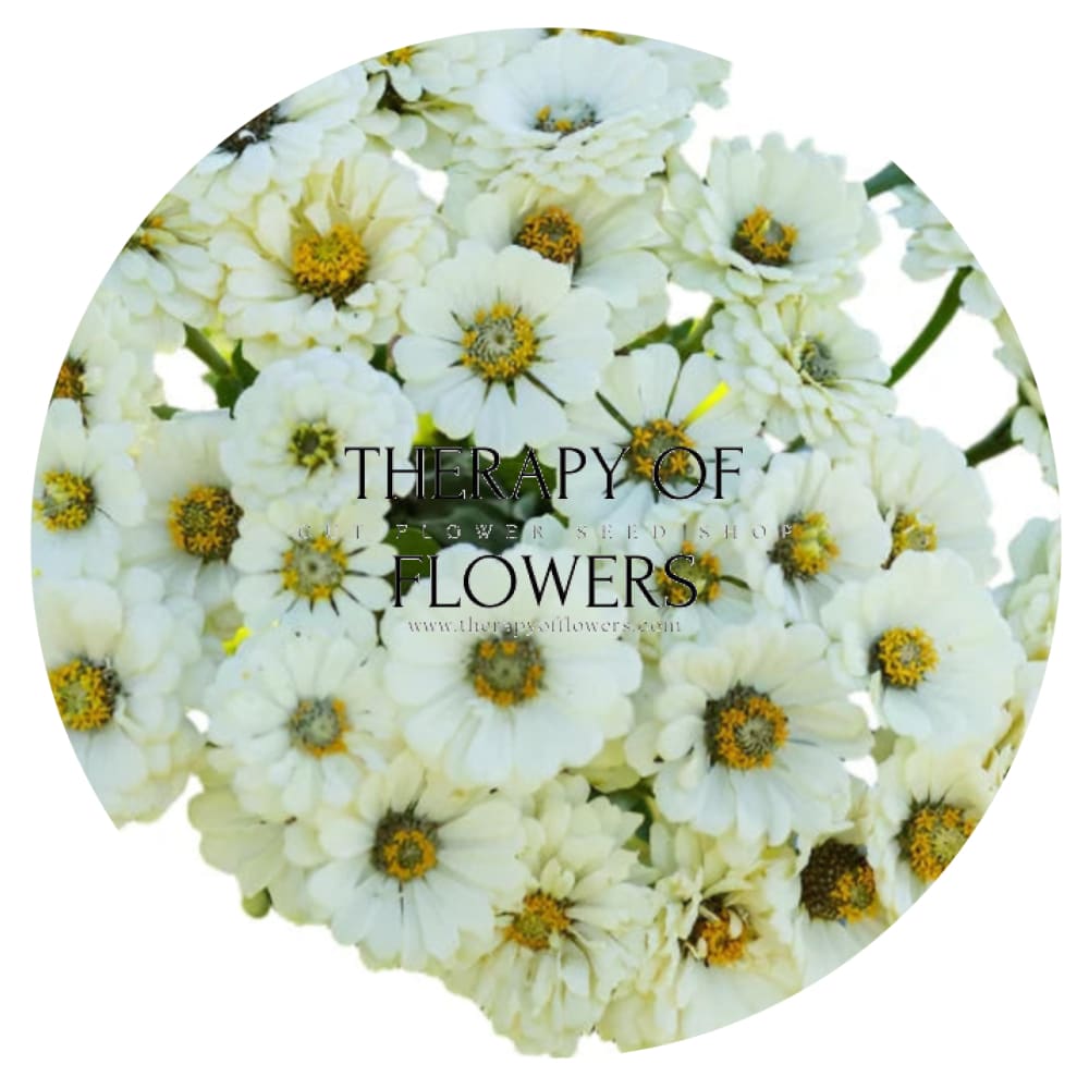 Zinnia elegans Polar Bear therapyofflowers.com