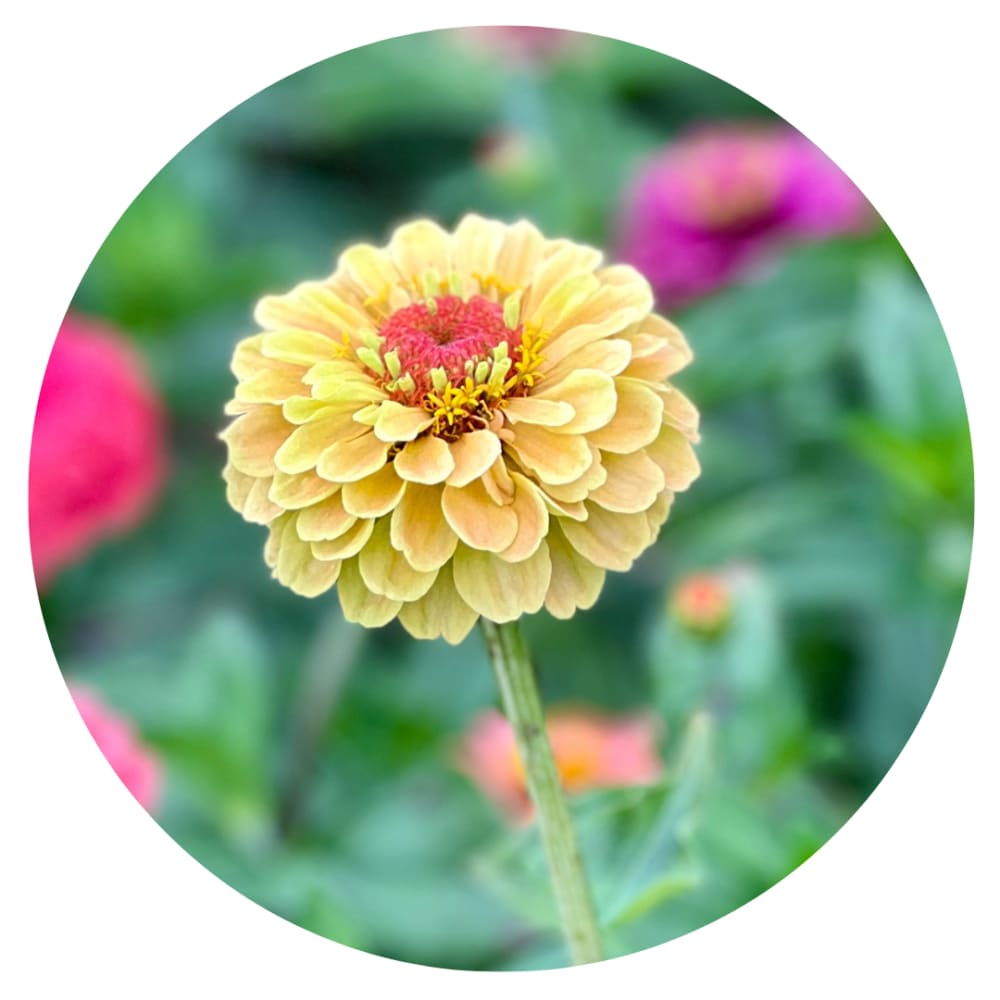 Zinnia elegans Queen Lemon Peach therapyofflowers.com