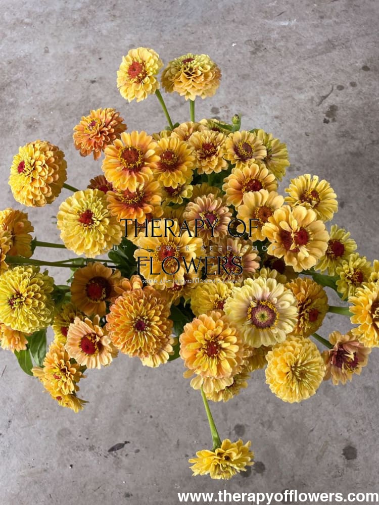 Zinnia elegans Queen Lemon Peach therapyofflowers.com
