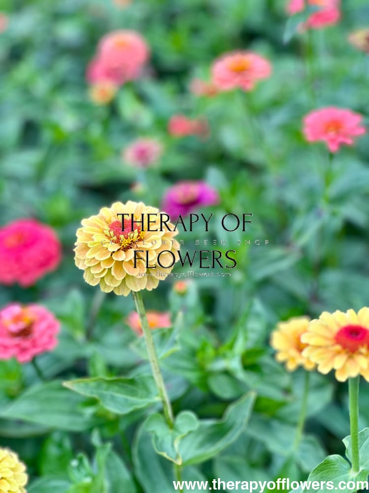 Zinnia elegans Queen Lemon Peach