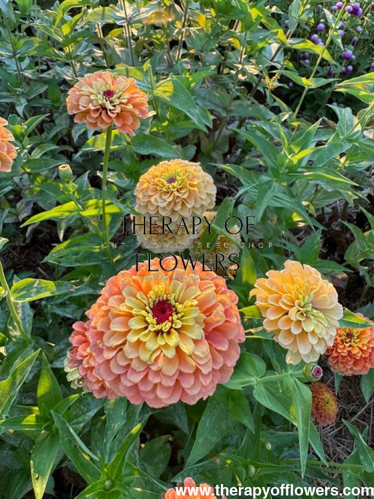 Zinnia elegans Queen Lime Orange therapyofflowers.com