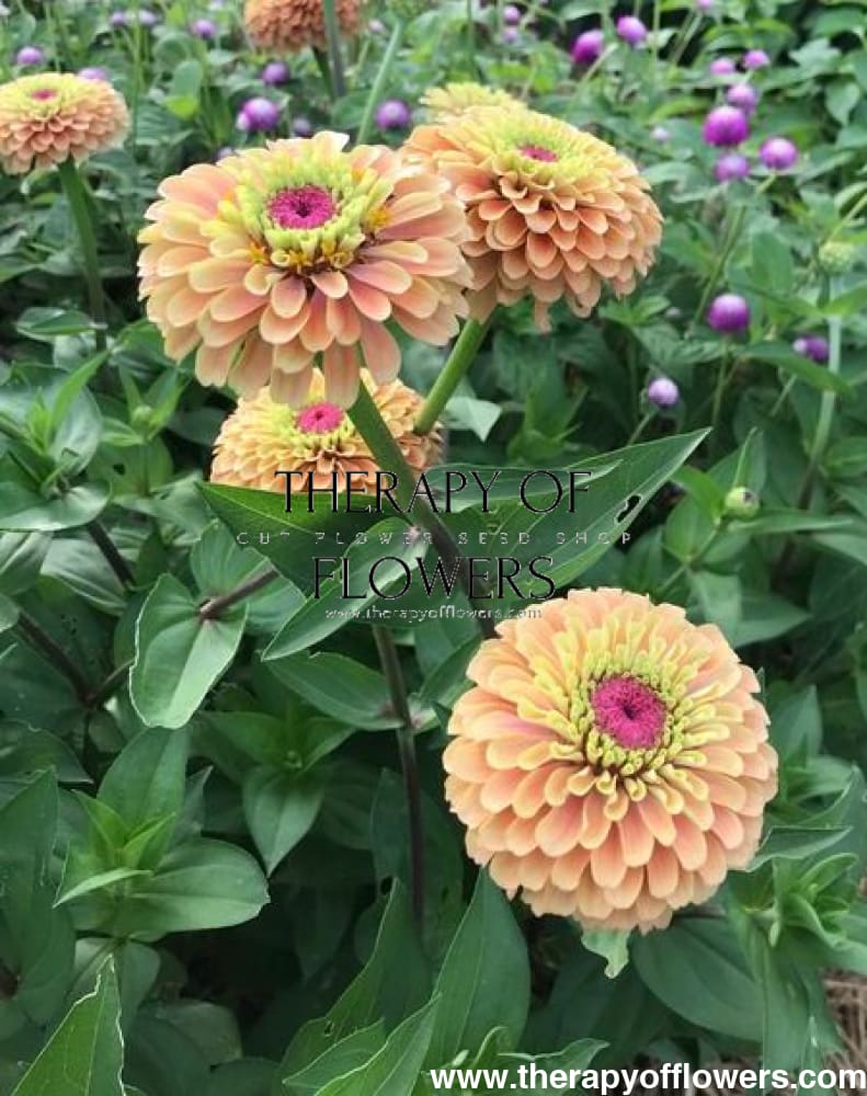 Zinnia elegans Queen Lime Orange therapyofflowers.com