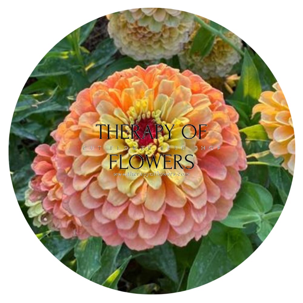 Zinnia elegans Queen Lime Orange therapyofflowers.com