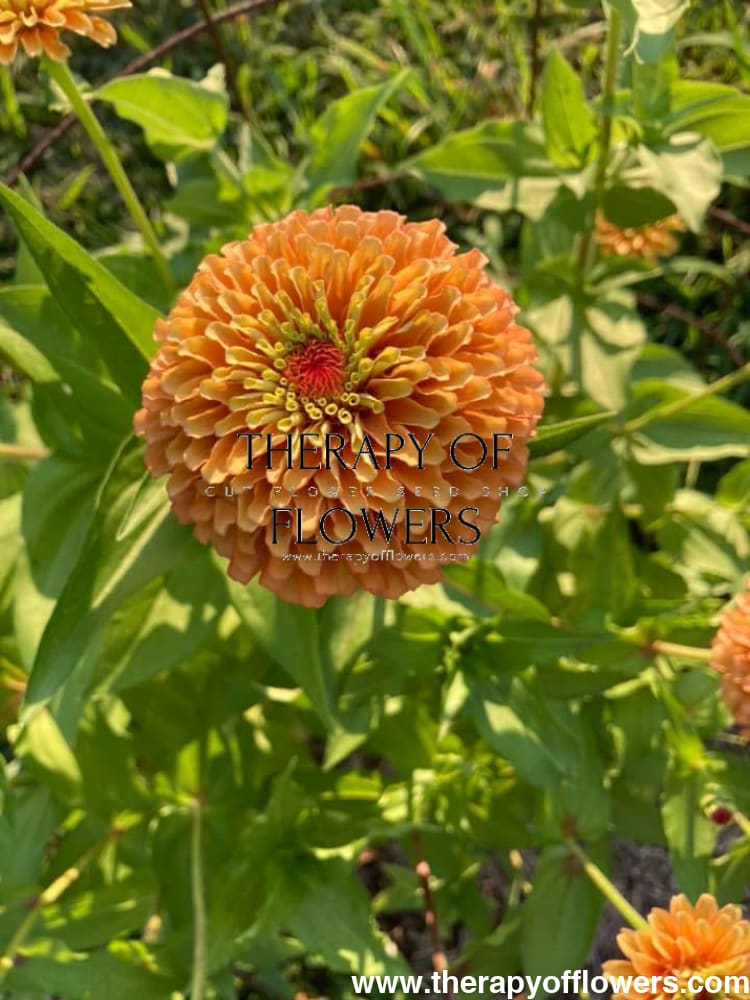 Zinnia elegans Queen Lime Orange therapyofflowers.com