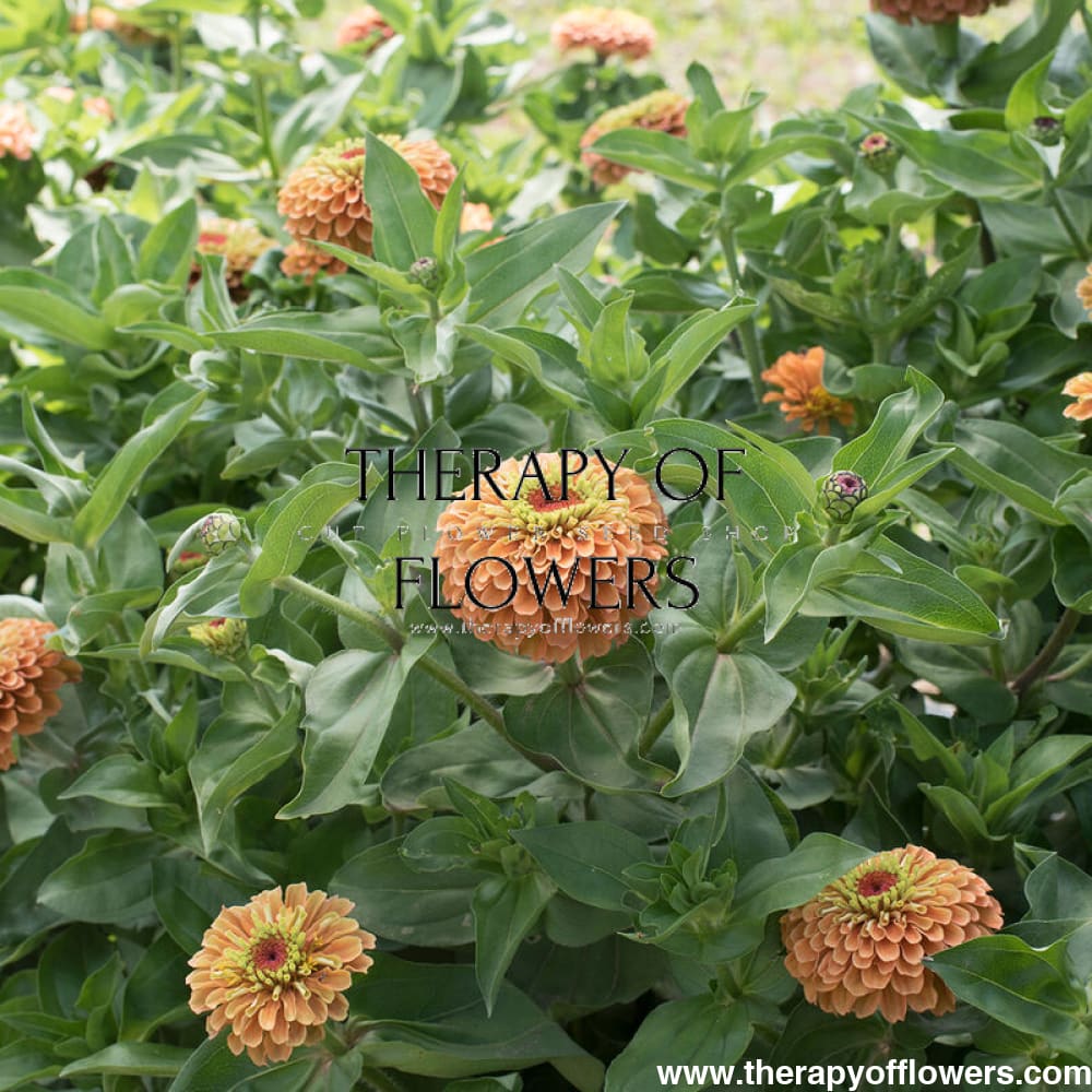 Zinnia elegans Queen Lime Orange therapyofflowers.com