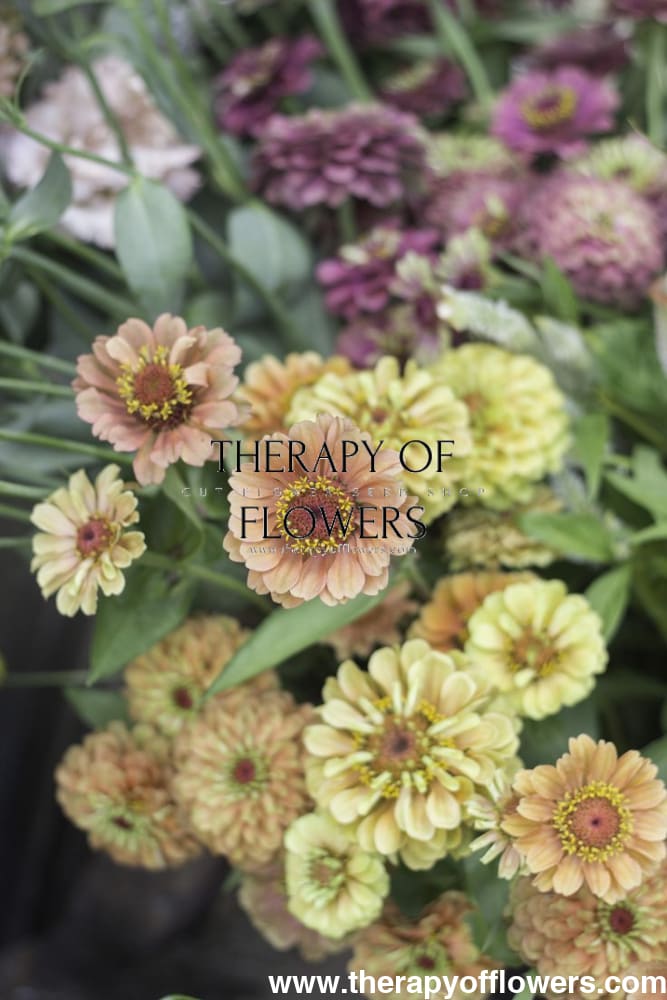 Zinnia elegans Queen Lime with Blotch therapyofflowers.com
