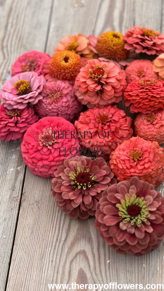 Zinnia elegans Queen Red lime therapyofflowers.com