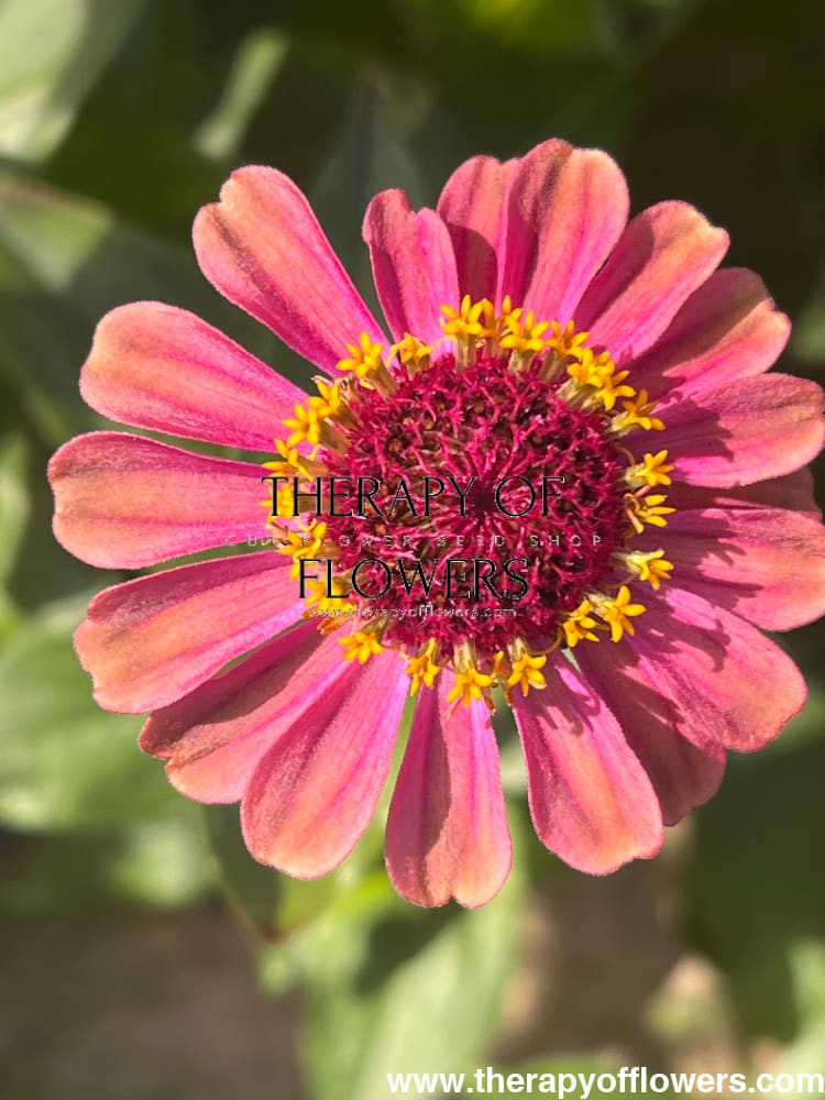 Zinnia elegans Queen Red lime therapyofflowers.com