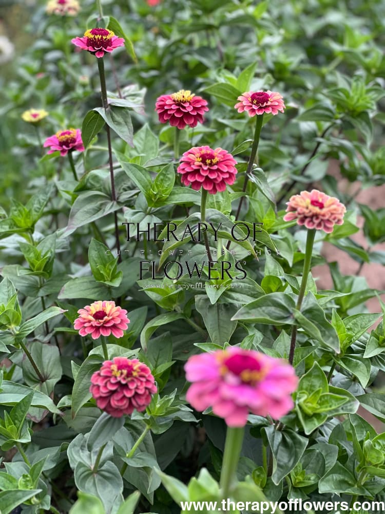 Zinnia elegans Queen Red lime therapyofflowers.com