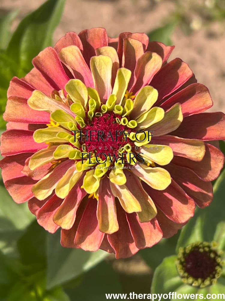 Zinnia elegans Queen Red lime therapyofflowers.com
