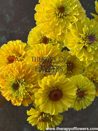 Zinnia elegans Queen Lemon Peach therapyofflowers.com