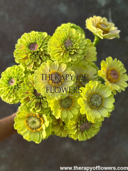 Zinnia elegans Queen Lime with Blotch therapyofflowers.com