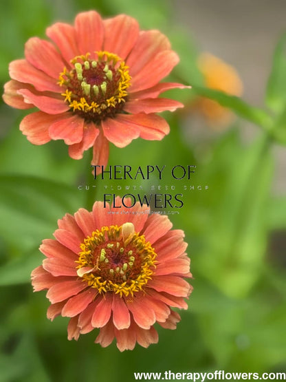 Zinnia elegans Queen Lime Orange therapyofflowers.com