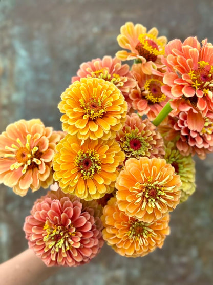 Zinnia elegans Queen Lime Orange 20 seeds / 60-100cm / Orange hues Seeds