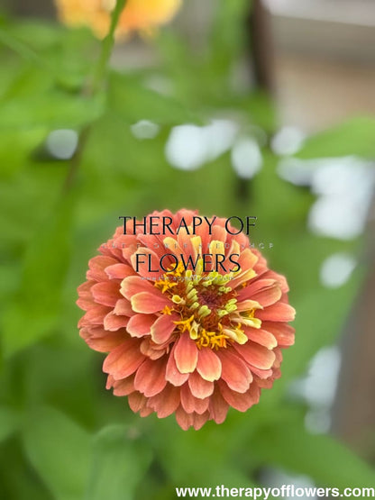 Zinnia elegans Queen Lime Orange therapyofflowers.com