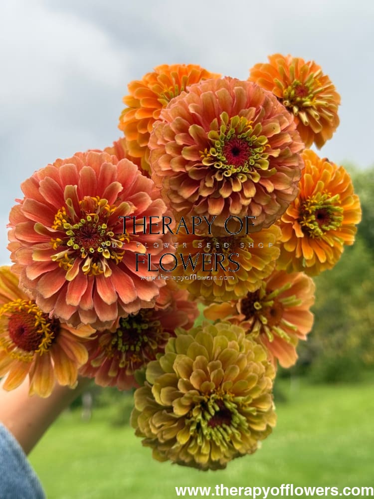 Zinnia elegans Queeny Lime Orange | Dahlia Flowered Zinnia therapyofflowers.com