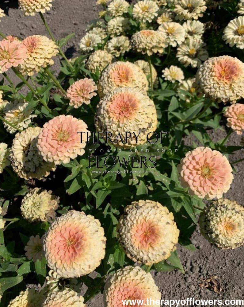 Zinnia elegans Rosetta Lemon to Salmon | Short, Excellent for pots therapyofflowers.com