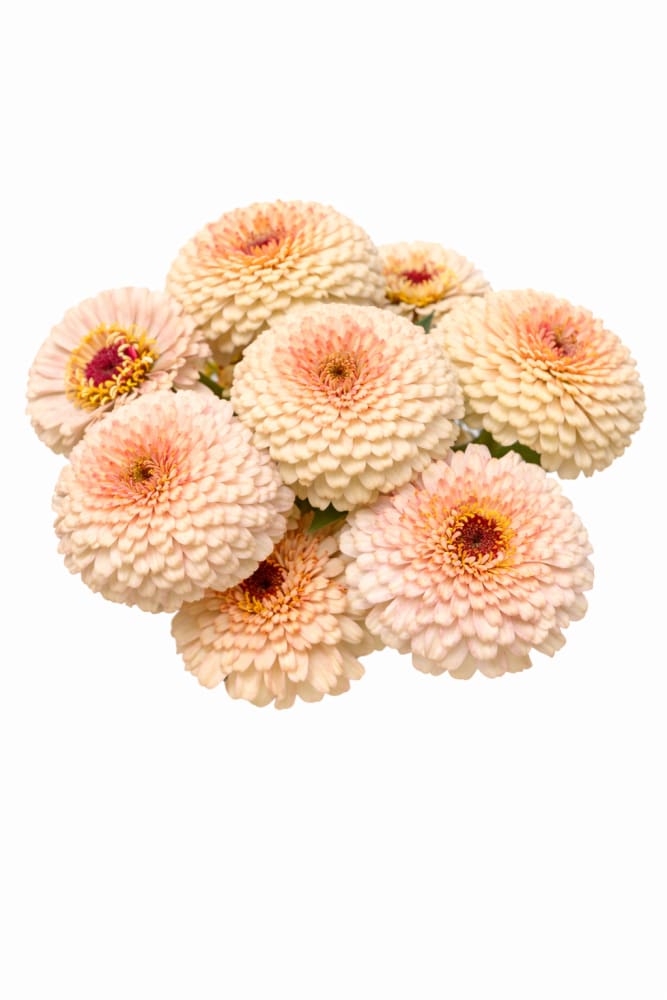 Zinnia elegans Rosetta Lemon to Salmon | Short Excellent for pots - 20 seeds / Lemon to Salmon - Seeds