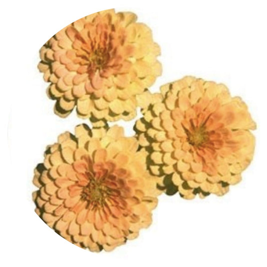 Zinnia elegans Rosetta Lemon to Salmon | Short, Excellent for pots therapyofflowers.com