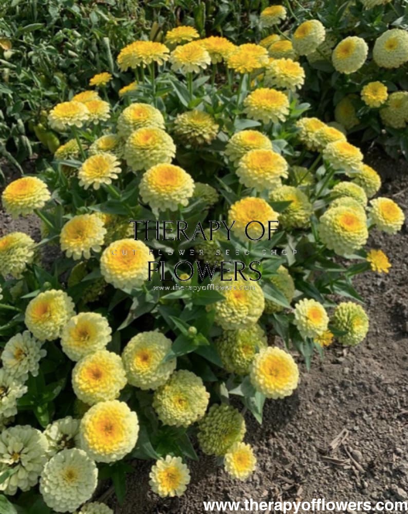Zinnia elegans Rosetta Lemon to Yellow | Short therapyofflowers.com