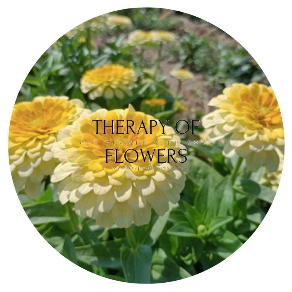 Zinnia elegans Rosetta Lemon to Yellow | Short therapyofflowers.com