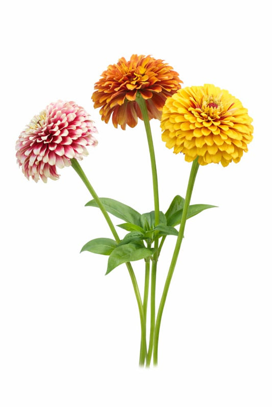 Zinnia elegans ‘Salsiando’ | Bicolor Zinnia Mix | Macarenia + Mazurkia Blend - 0.5 gram / 65 - 75 cm / Multifloral mix