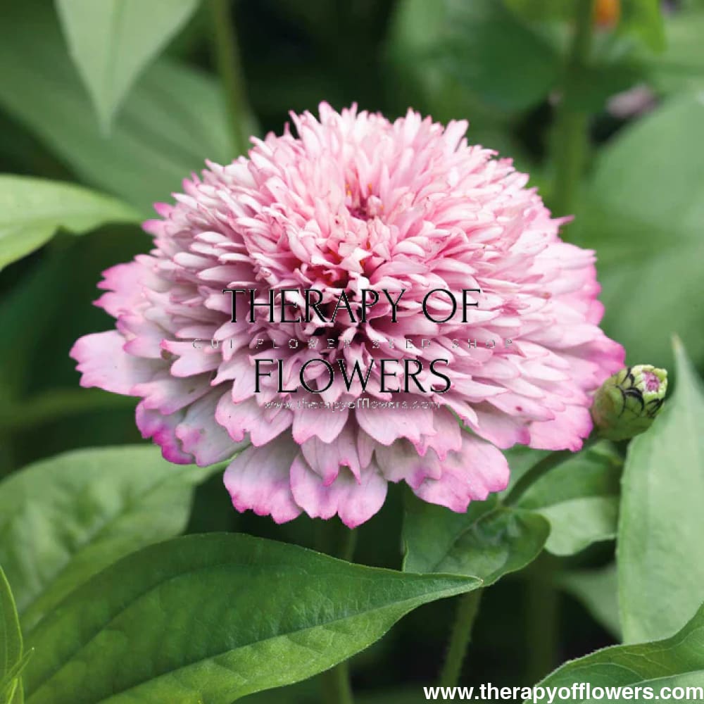 Zinnia elegans Zinderella Lilac therapyofflowers.com