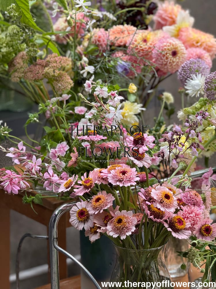 Zinnia elegans Zinderella Lilac therapyofflowers.com