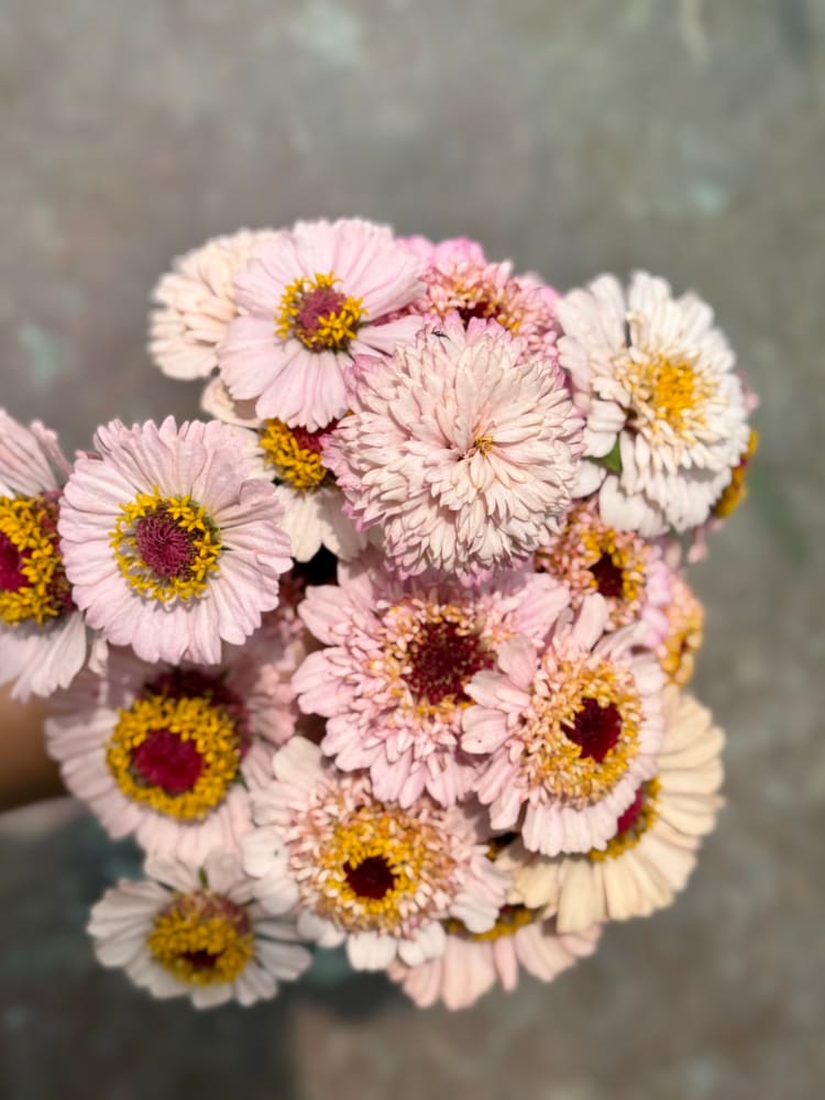 Zinnia elegans Zinderella Lilac therapyofflowers.com