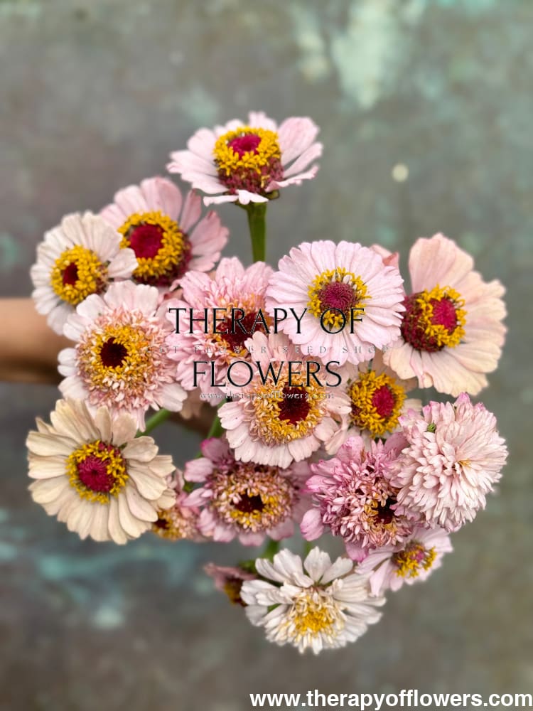 Zinnia elegans Zinderella Lilac therapyofflowers.com
