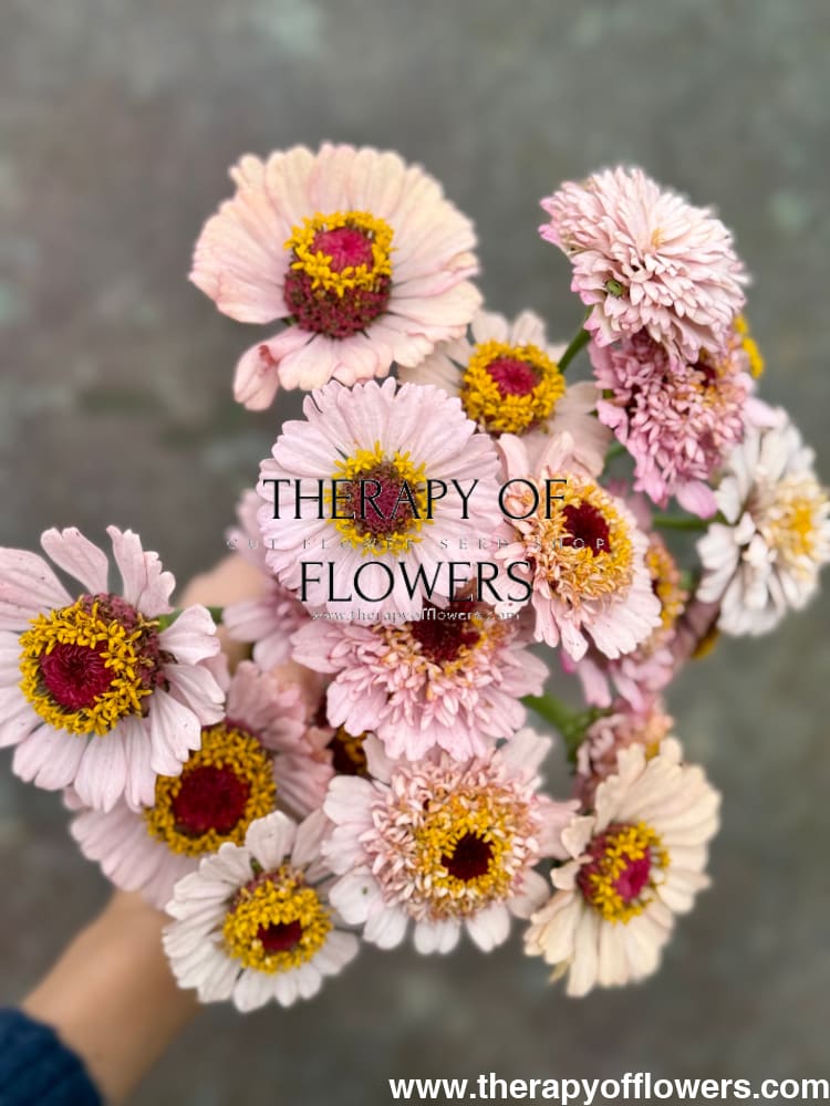 Zinnia elegans Zinderella Lilac therapyofflowers.com