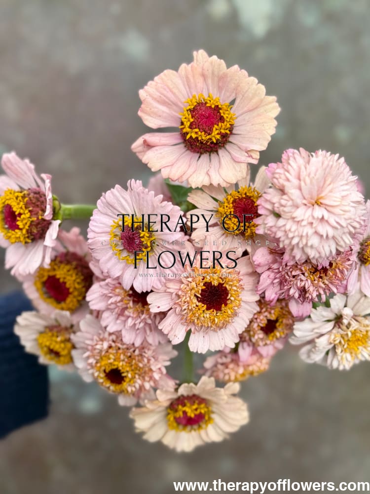 Zinnia elegans Zinderella Lilac therapyofflowers.com