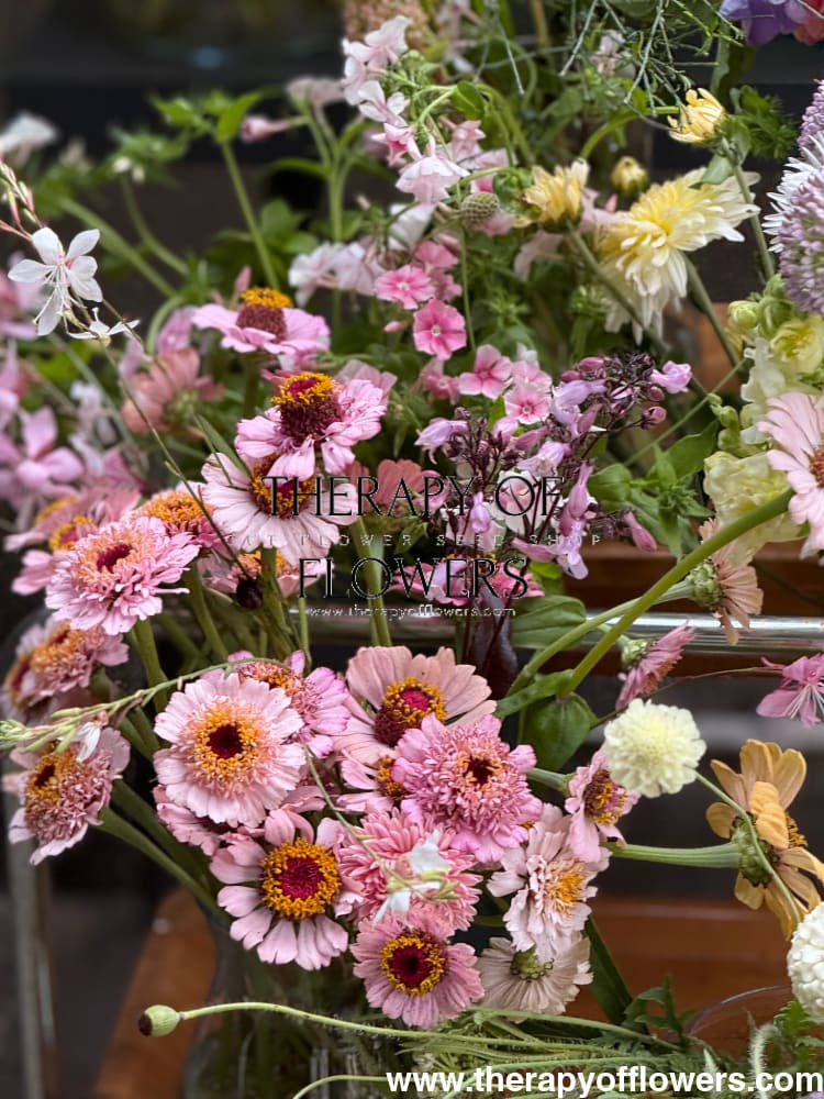 Zinnia elegans Zinderella Lilac therapyofflowers.com