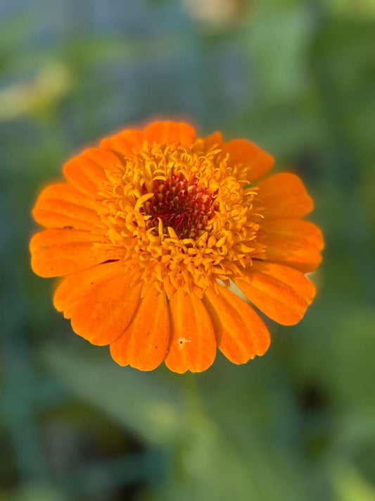 Zinnia elegans Zinderella Orange | Scabiosa-Flowered Zinnia - 20 seeds - seeds