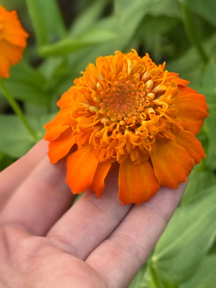 Zinnia elegans Zinderella Peach therapyofflowers.com