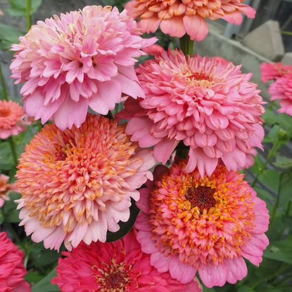 Zinnia elegans Zinderella Pastels therapyofflowers.com