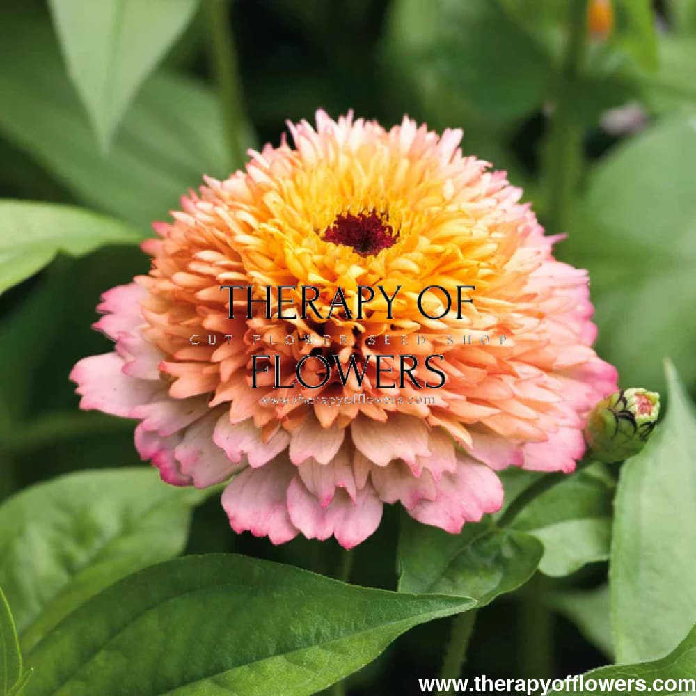Zinnia elegans Zinderella Peach therapyofflowers.com
