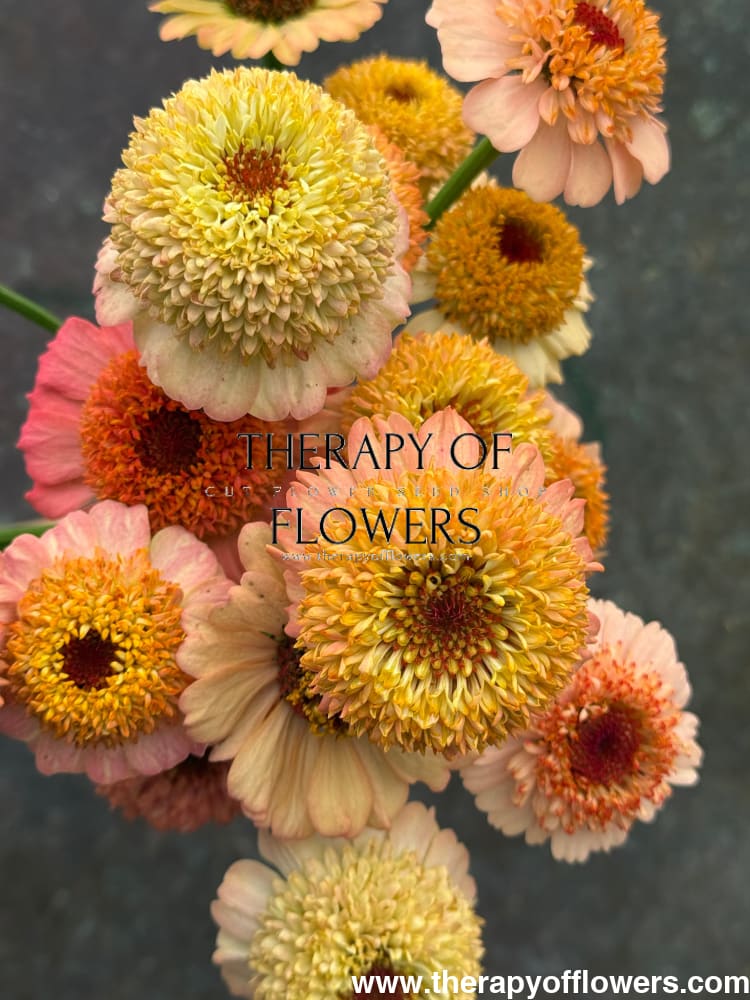 Zinnia elegans Zinderella Peach therapyofflowers.com