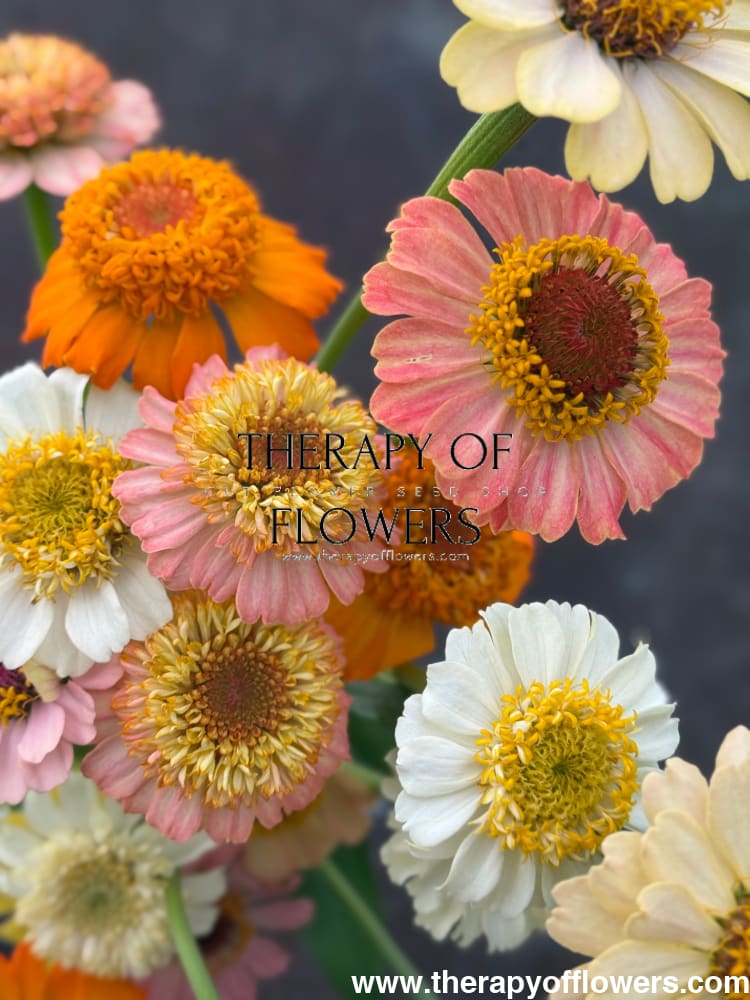 Zinnia elegans Zinderella Peach therapyofflowers.com
